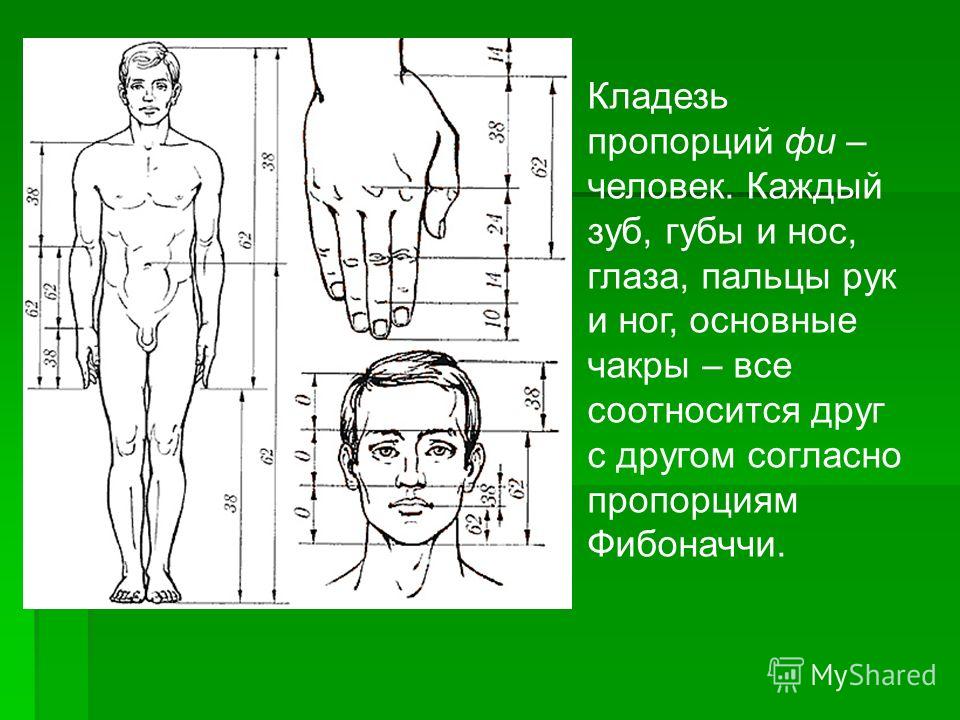 Как рисовать руки пропорции