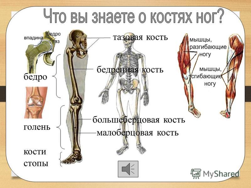 Голень где находится у человека рисунок