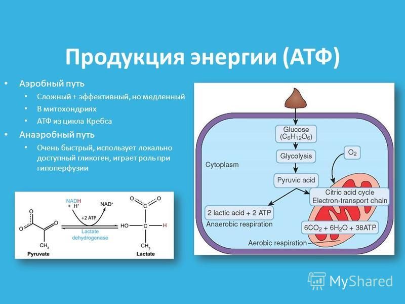 Синтез атф фото