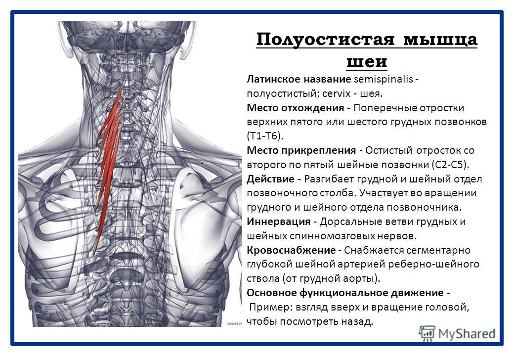 Поднимающая латынь. Шейная полуостистая мышца. Полуостистая мышца шеи. Мышцы шейного отдела позвоночника анатомия. Полуостистая мышца головы.