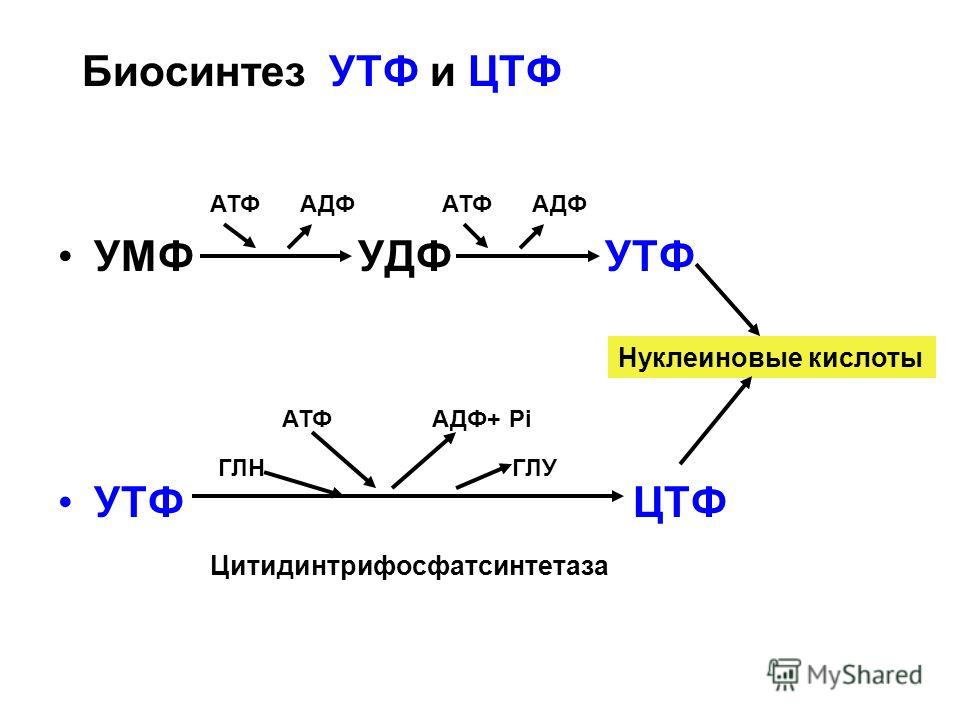 Атф поверхности. АТФ ГТФ УТФ ТТФ функции. АТФ ЦТФ. УТФ В ЦТФ.