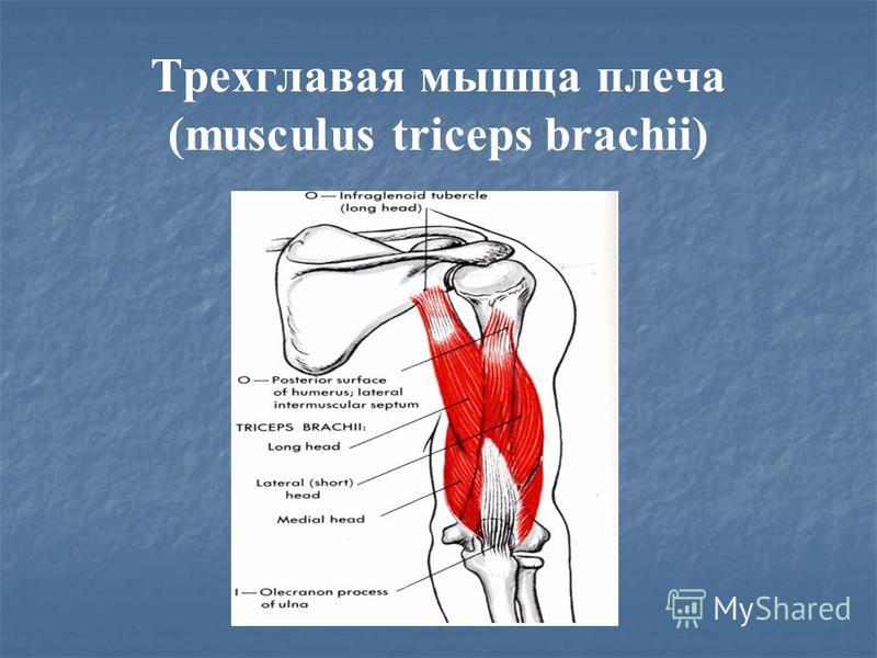 Двуглавая мышца плеча является. Трёхглавая мышца плеча, m. Triceps brachii:. Длинная головка трехглавой мышцы плеча функции. Точки крепления трехглавой мышцы плеча. Мышцы верхней конечности трехглавая.