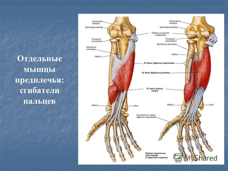 Предплечье где находится у человека фото 4 класс