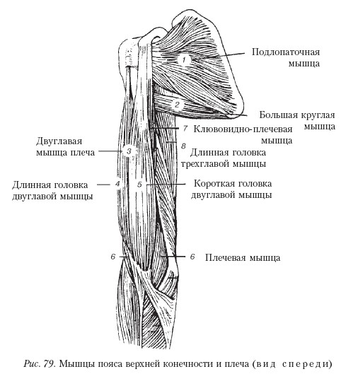 Схема плечевого пояса