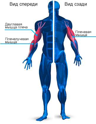 mishci-ruk-anatomiya