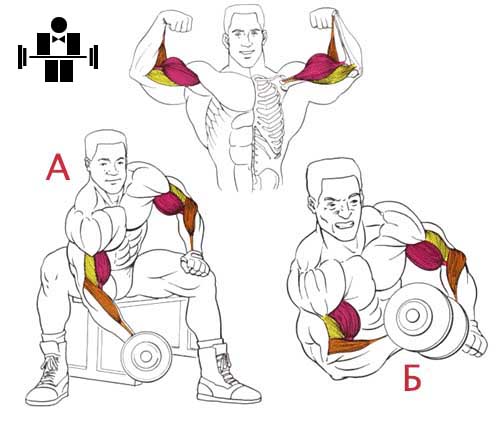 Картинки как качаться гантелями