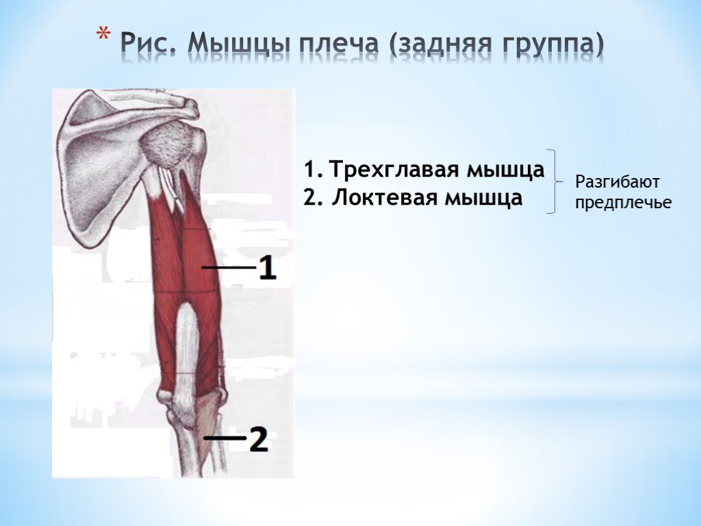 Трехглавая мышца плеча. Трехглаваячмышца плеча. Трехглавая мышца. Локтевая мышца. Локтевая мышца задней группы мышц плеча.