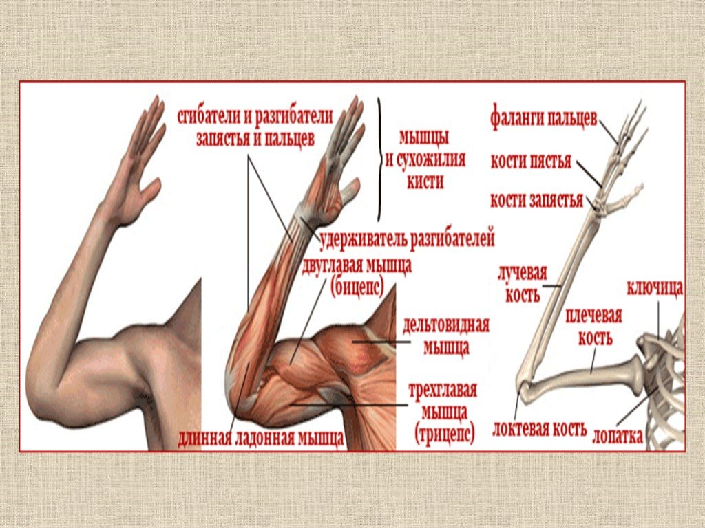 Названия мышц рук человека с фото