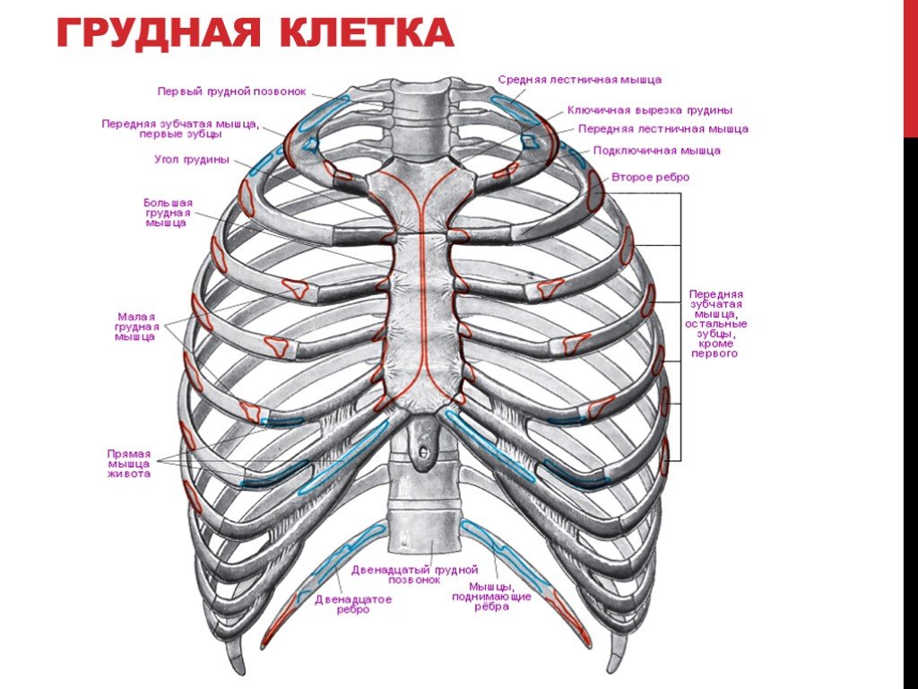 Рисунок грудная клетка человека с подписями