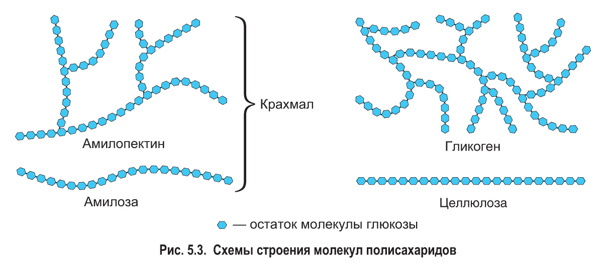 Молекула крахмала состоит