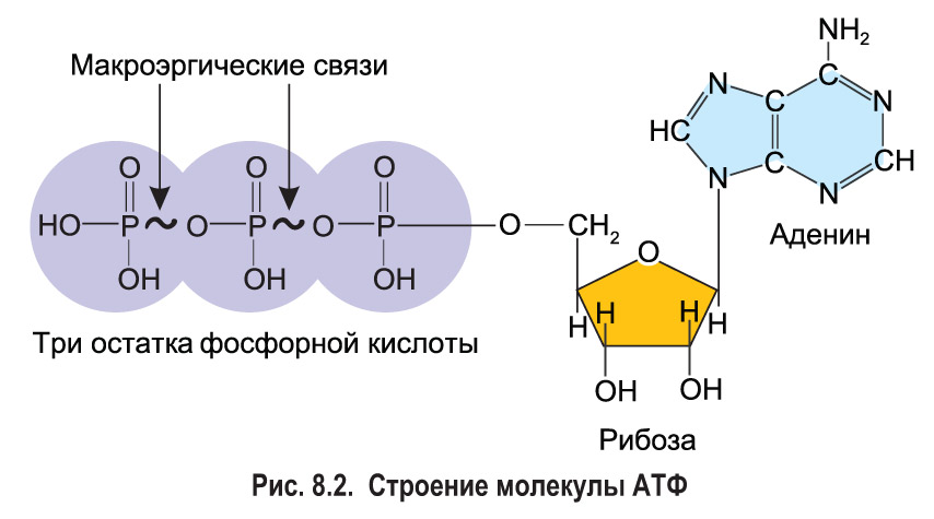 Аденин рибоза три. Строение АТФ макроэргические связи. Строение молекулы АТФ. Строение АТФ формула. АТФ молекула макроэргическая связь.