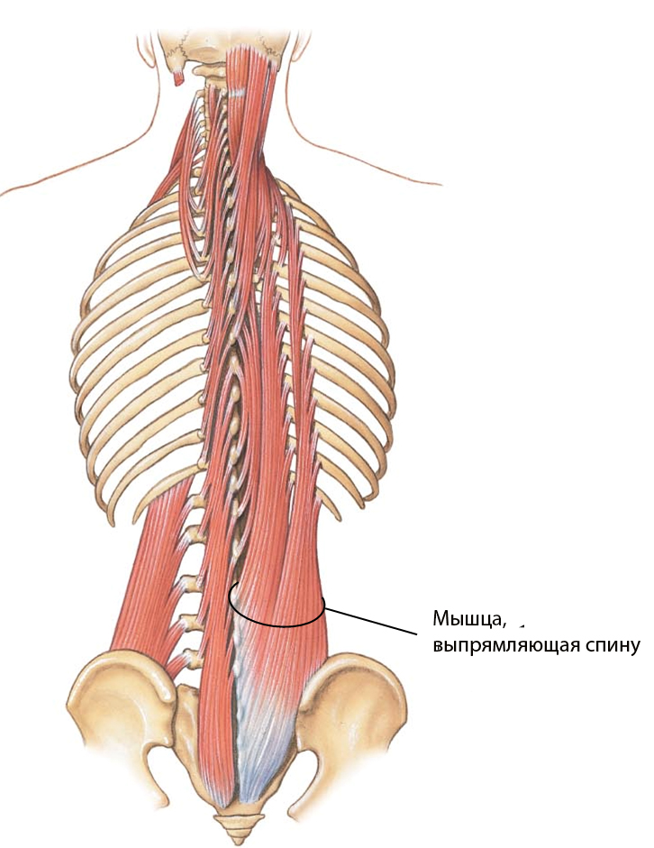 Фото длинные мышцы спины