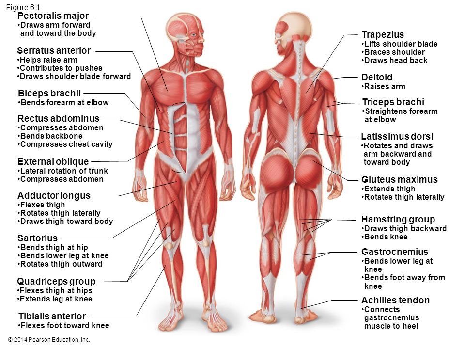 Анатомия мышц человека в картинках с названиями и описанием