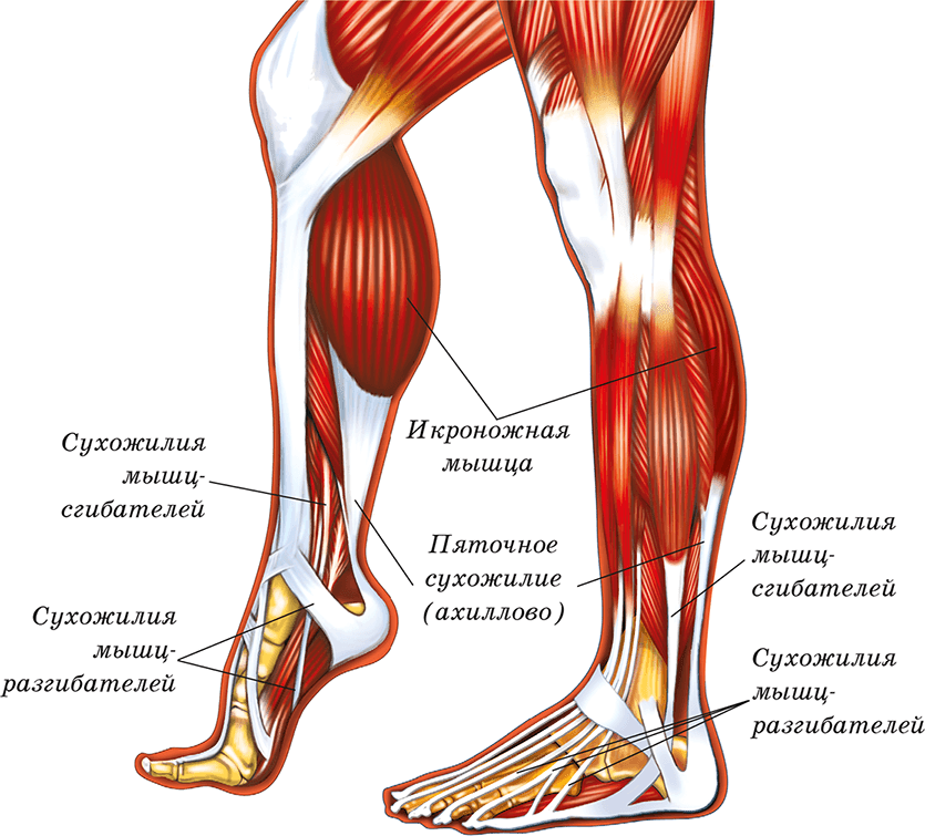 Сухожилие на ноге. Анатомия ноги мышцы и сухожилия. Мышцы голени и стопы анатомия. Анатомия голени человека мышцы и связки. Сухожилия икроножной мышцы анатомия.