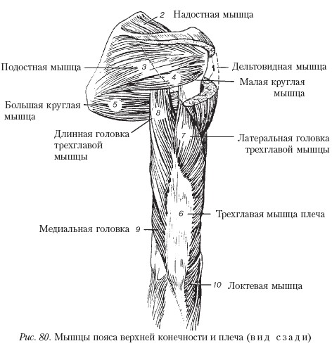 Мышцы плеча анатомия картинки