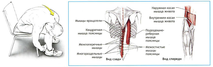 Квадратная мышца бедра фото