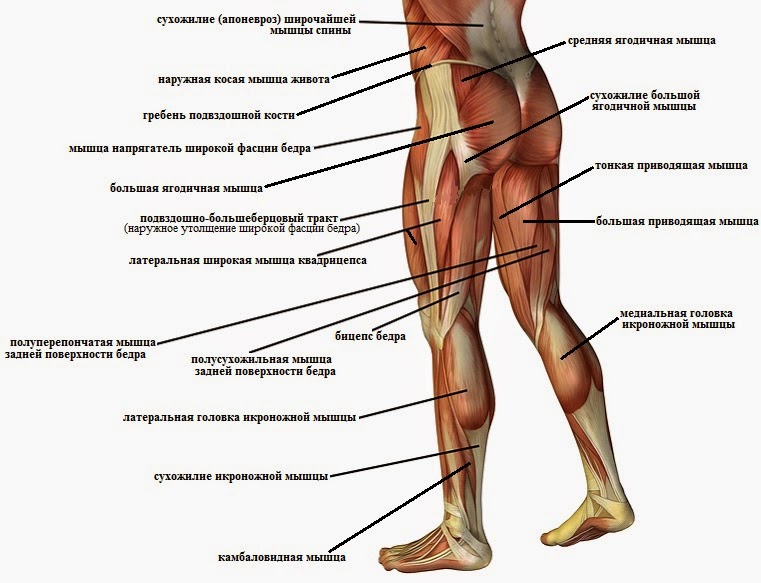 Мышцы в ляшках. Строение ноги сбоку. Строение бедра мышцы связки сухожилия.