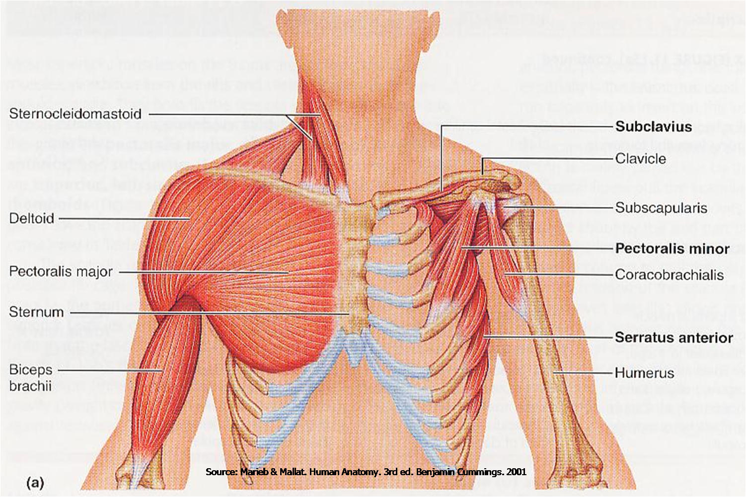 Боль в руке и под ключицей. Pectoralis Minor мышца. Pectoralis Major/Minor мышцы. Анатомия ключицы человека с мышцами. Малая грудная мышца у женщин.