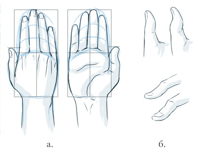 Как рисовать руки пропорции