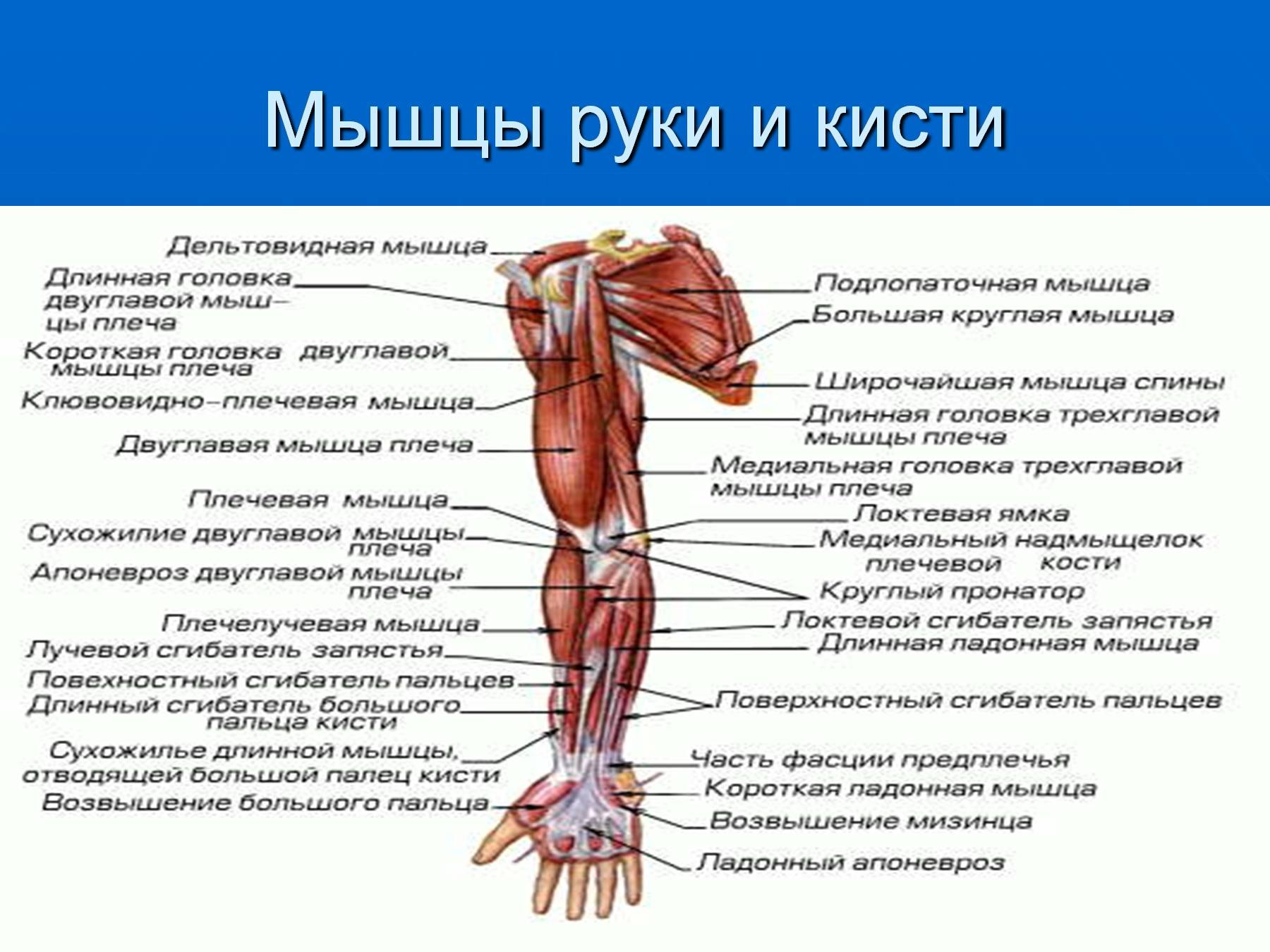 Названия мышц рук человека с фото