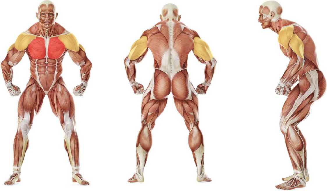 Какие мышцы работают в упражнении Отжимания на брусьях – вариант для проработки грудных мышц