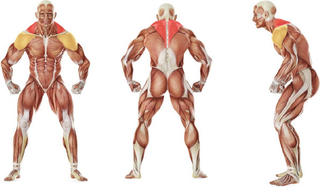 Какие мышцы работают в упражнении Вертикальная тяга к груди нижнего блока