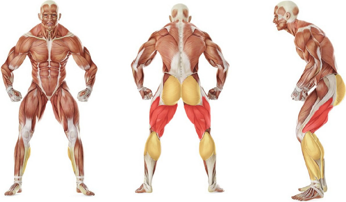 Какие мышцы работают в упражнении Подъем туловища в тренажере