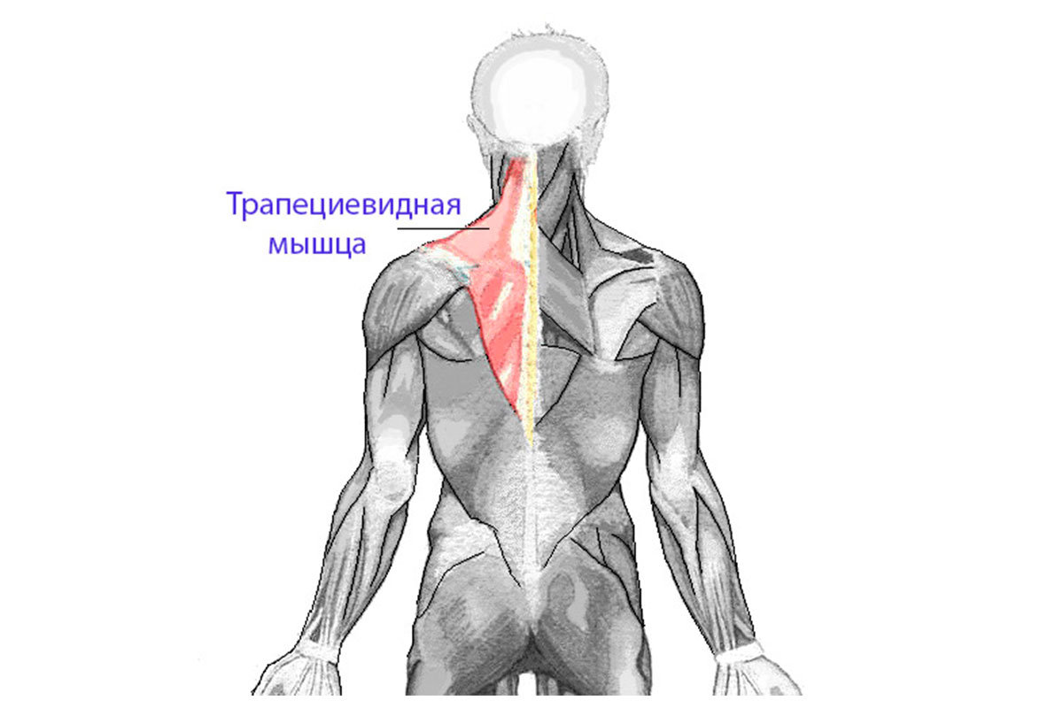 Мышца где. Анатомия человека трапециевидная мышца. Трапециевидная мышца (m. Trapezius). Triceps brachii мышца. Анатомия, трапецеви трапециевидная мышца.