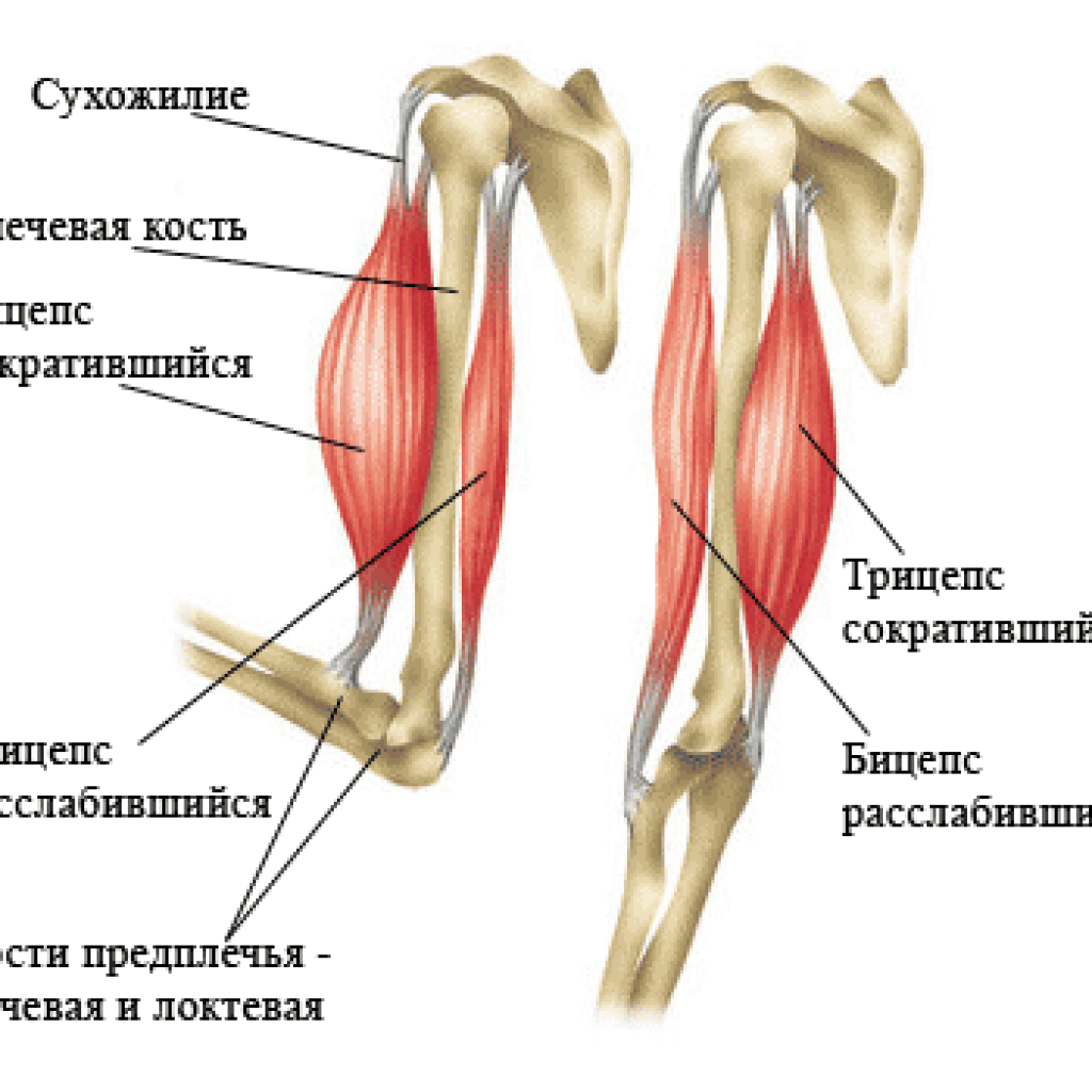 Бицепсы и трицепсы картинка