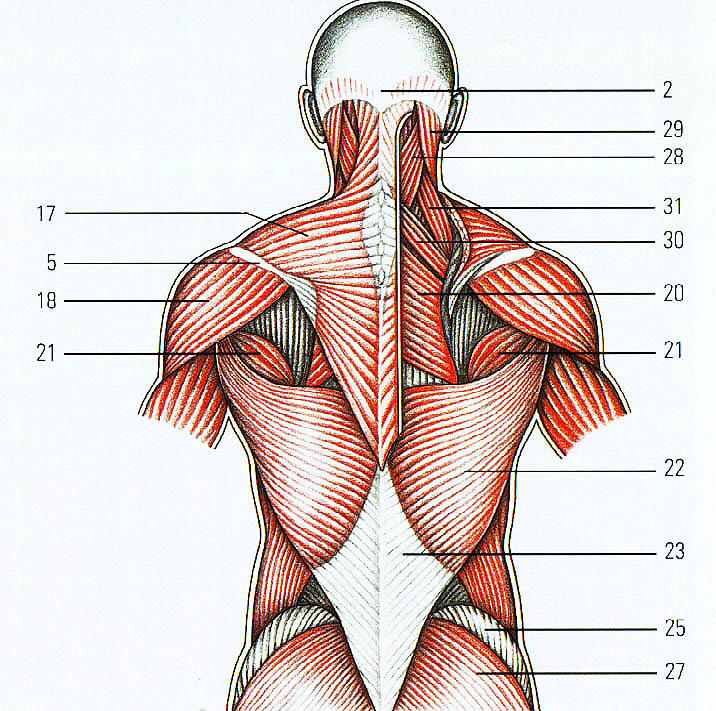 Расположение спины. Атлас Синельников мышцы спины. Строение мышц шеи и спины сзади. Ромбовидная мышца спины анатомия. Мышцы грудного отдела спины анатомия.
