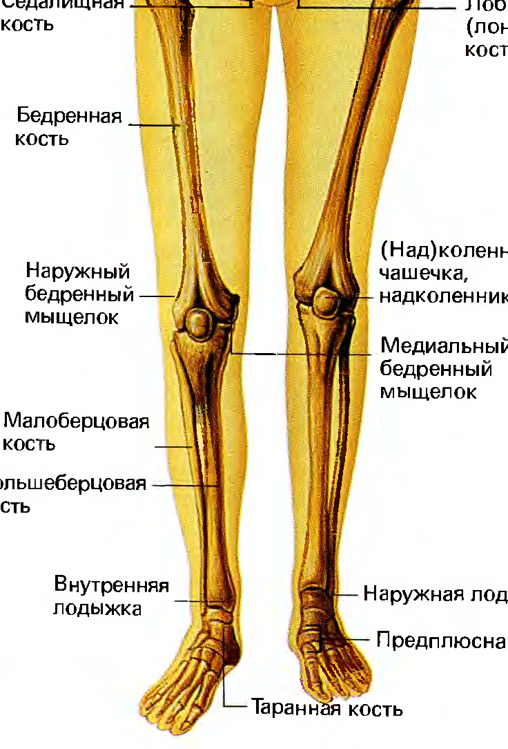 Анатомия человека кости ноги ниже колена в картинках