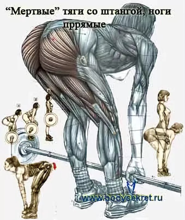 М тяга. Румынская становая тяга мышцы. Мертвая тяга с грифом для девушек техника. Упражнения мертвая тяга для ягодичных мышц. Румынская мертвая тяга.