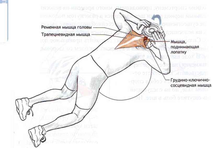 Потянул мышцу лопатки. Мышца поднимающая лопатку упражнения. Ременная мышца растяжка. Растяжка мышц лопаток. Тренировка мышцы поднимающей лопатку.