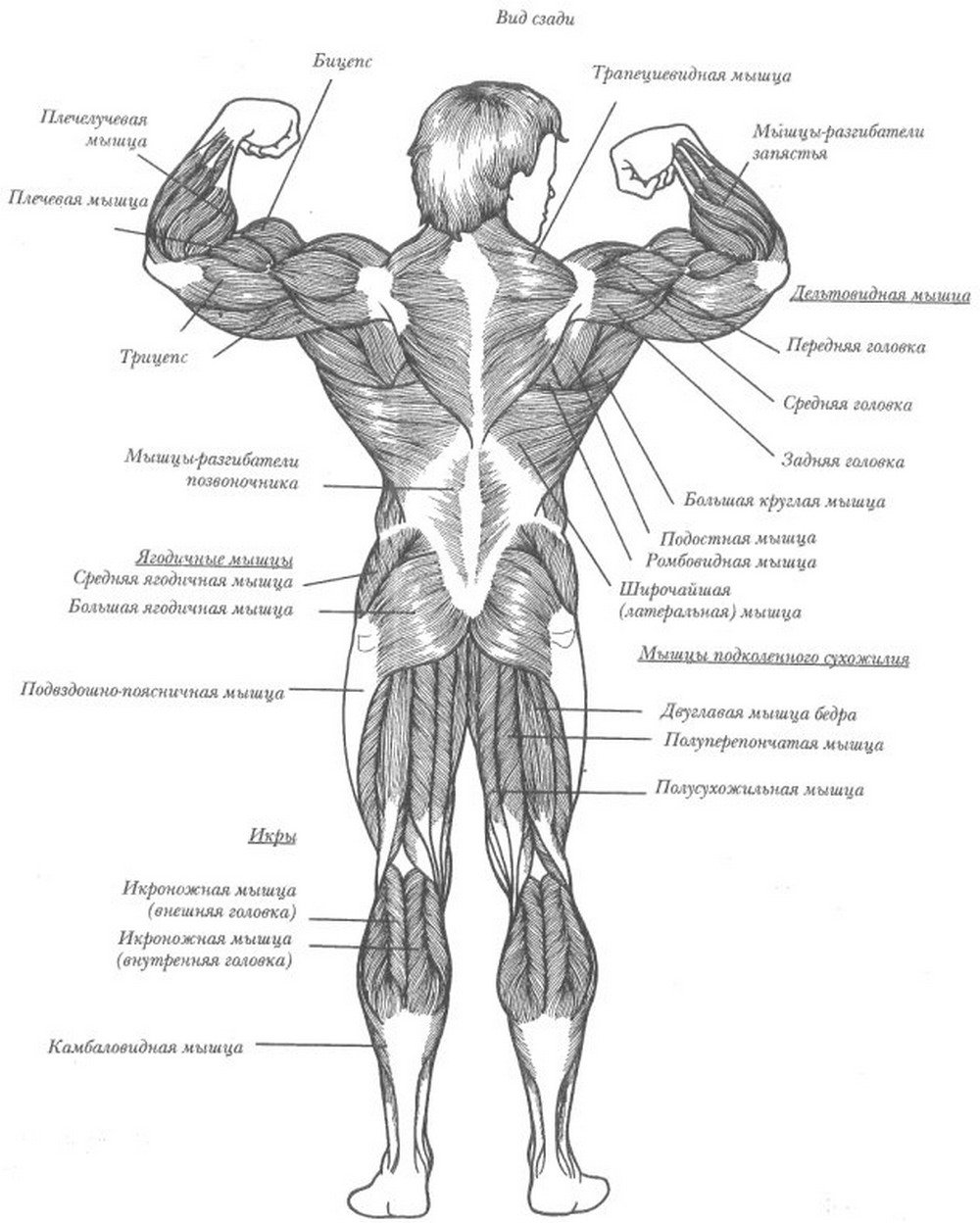 Мышцы человека схема с названиями для спорта
