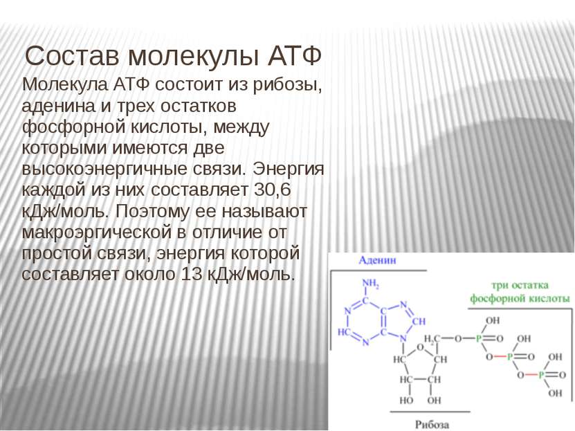 Состав молекулы. Пространственное строение молекул АТФ. Строение молекулы АТФ аденин. Строение молекулы АТФ. Аденин рибоза 3 остатка фосфорной кислоты.