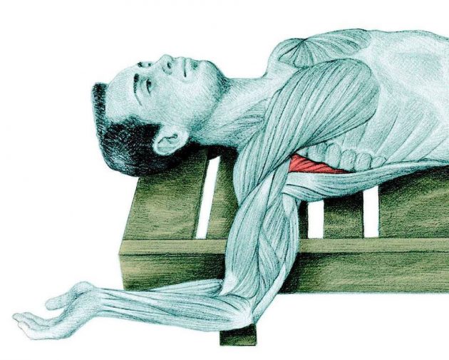 Анатомия стретчинга: растяжка плеча