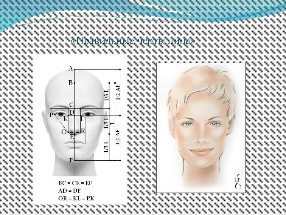 Идеальные пропорции лица рисунок