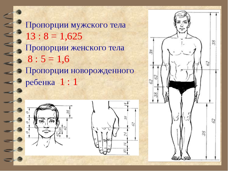 Лучшие пропорции. Пропорции мужского тела. Соотношение пропорций тела. Соотношение частей тела у мужчин. Соотношение пропорций тела мужчины.