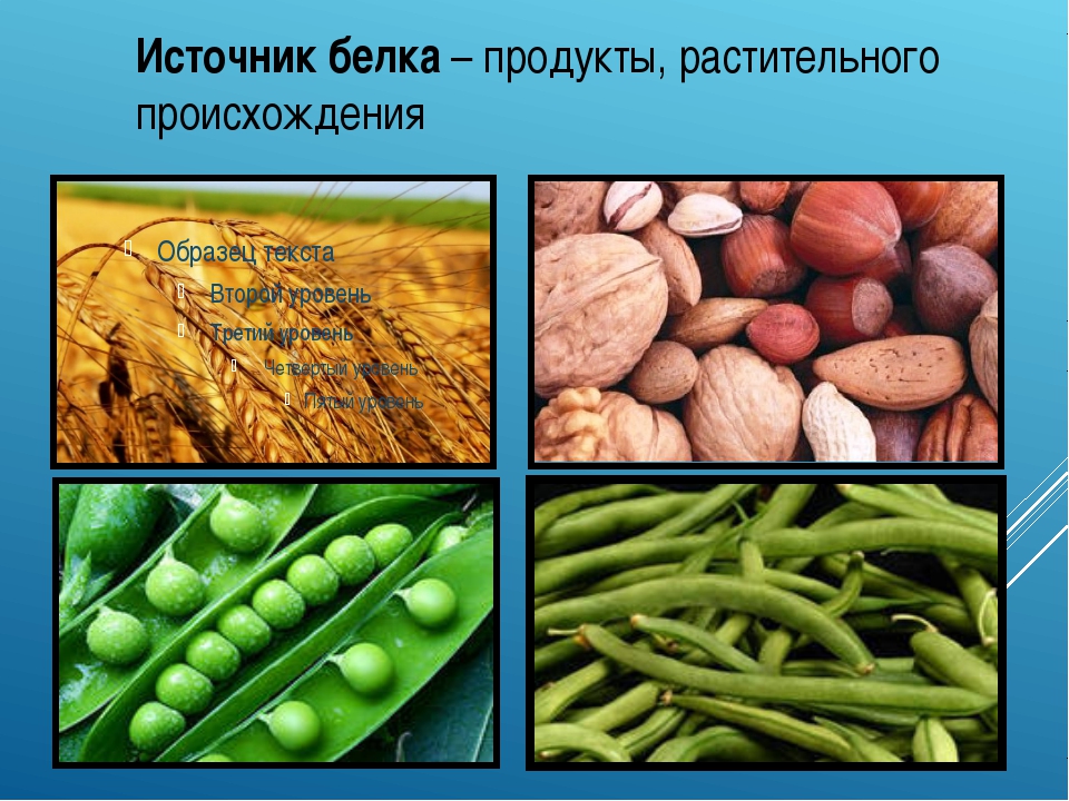 Белки в продуктах презентация