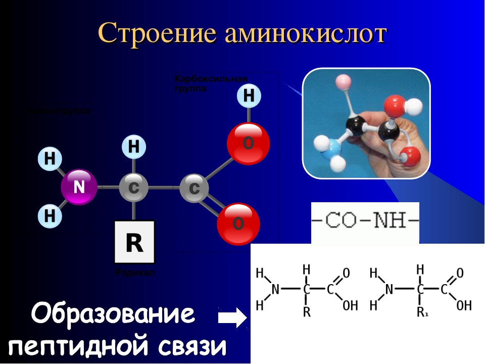 Белки и аминокислоты картинка