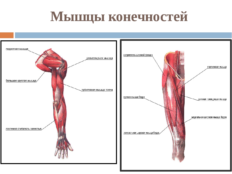 Заболевание мышц рук. Мышцы верхней конечности анатомия строение. Мышечная система (мышцы верхних конечностей. Мышцы верхних конечностей анатомия кратко. Анатомия человека мышцы мышцы нижней конечности.