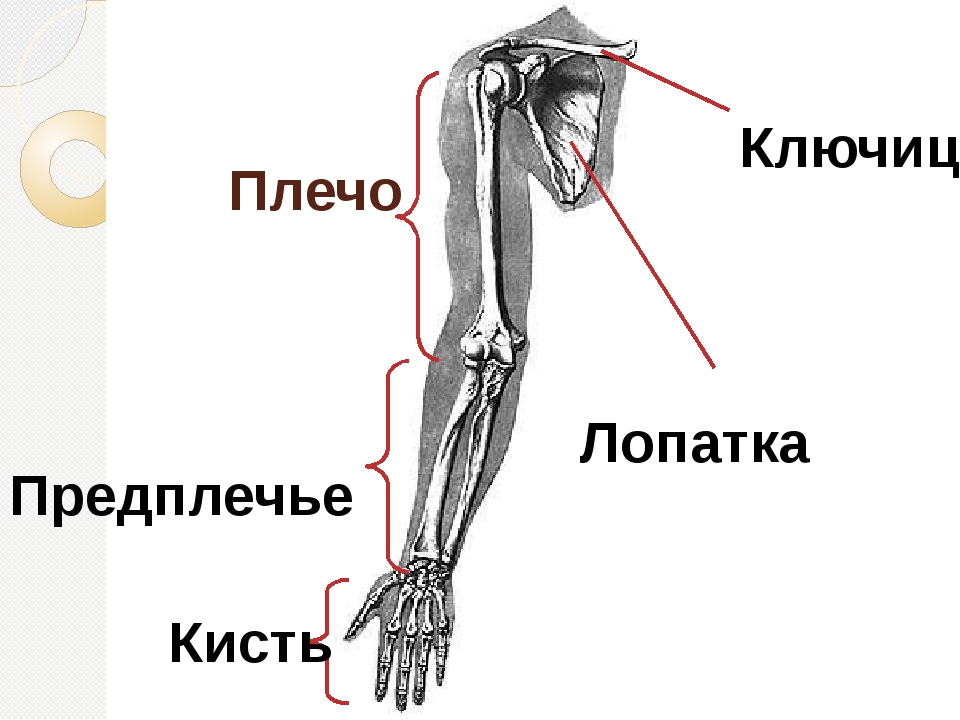Название частей руки у человека фото с названиями