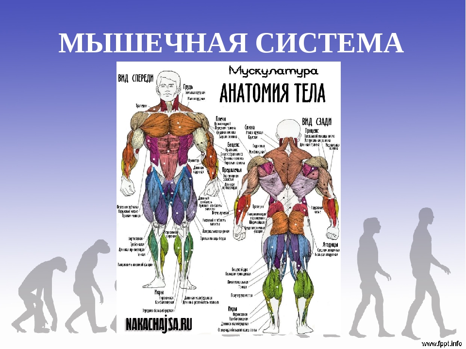 Название мышц человека в картинках для тренировок