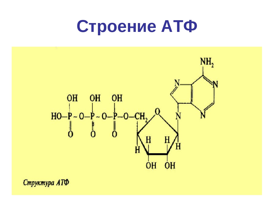 Изобразите молекулу атф. Строение молекулы АТФ. Структурная формула АТФ биохимия. Схема строения АТФ. Строение АТФ фазы.