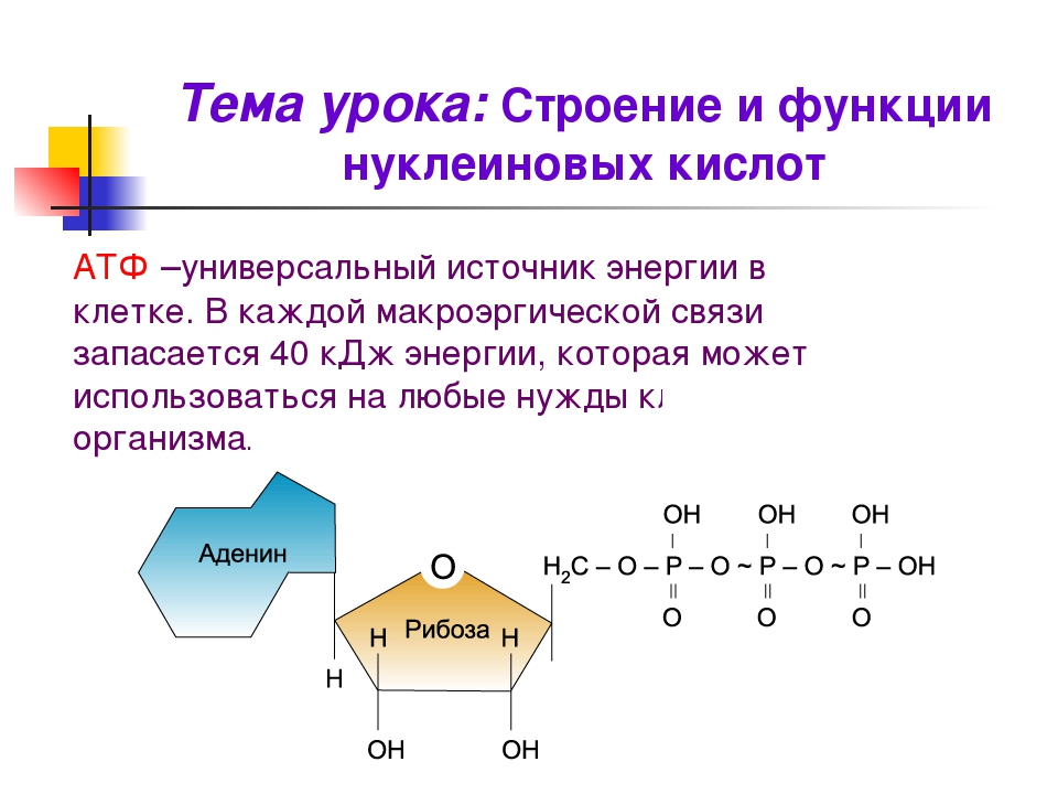 Презентация на тему атф и другие органические соединения клетки