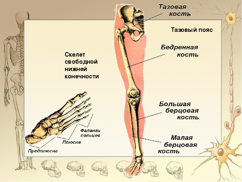 Анатомия нижней конечности человека. Скелет нижней конечности человека 8 класс биология. Строение скелета нижней конечности человека. Скелет нижних конечностей человека анатомия. Строение скелета пояса нижних конечностей.