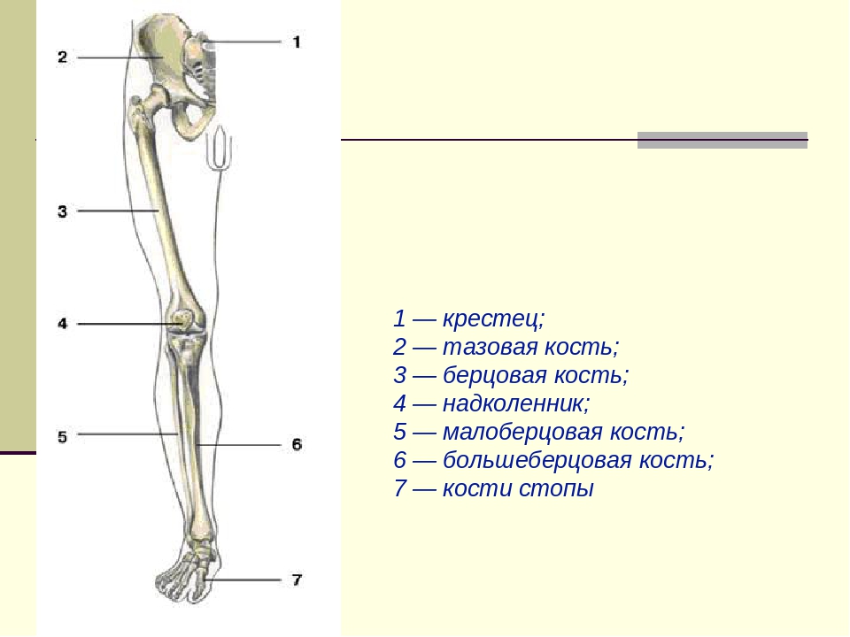 5 кость пояса верхних конечностей. Скелет верхних и нижних конечностей человека. Скелет нижней конечности биология 8 класс. Скелет пояса нижних конечностей человека. Нижние конечности человека анатомия кости берцовая кость.