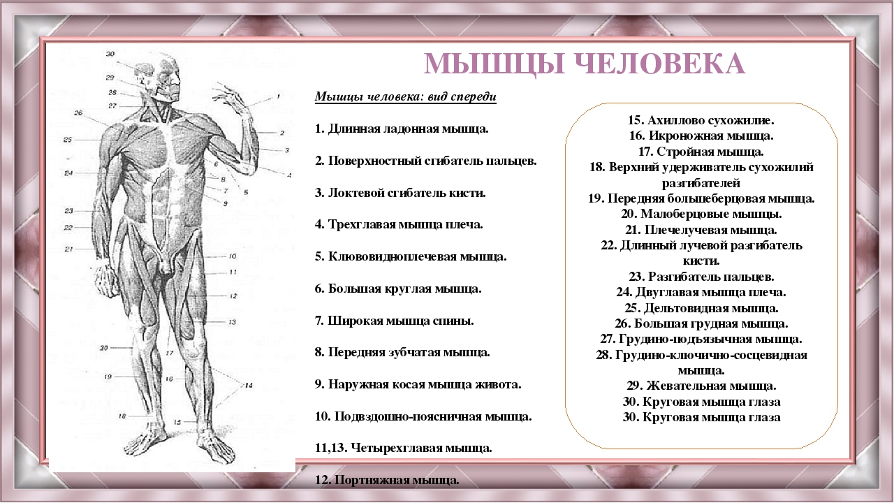 Мышцы человека презентация 8 класс