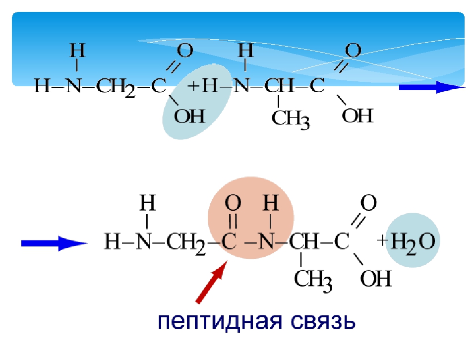 Пептидная химическая связь. Реакция образования пептидной связи. Пептидная связь. Пептидная связь формула. Пептидная связь примеры.