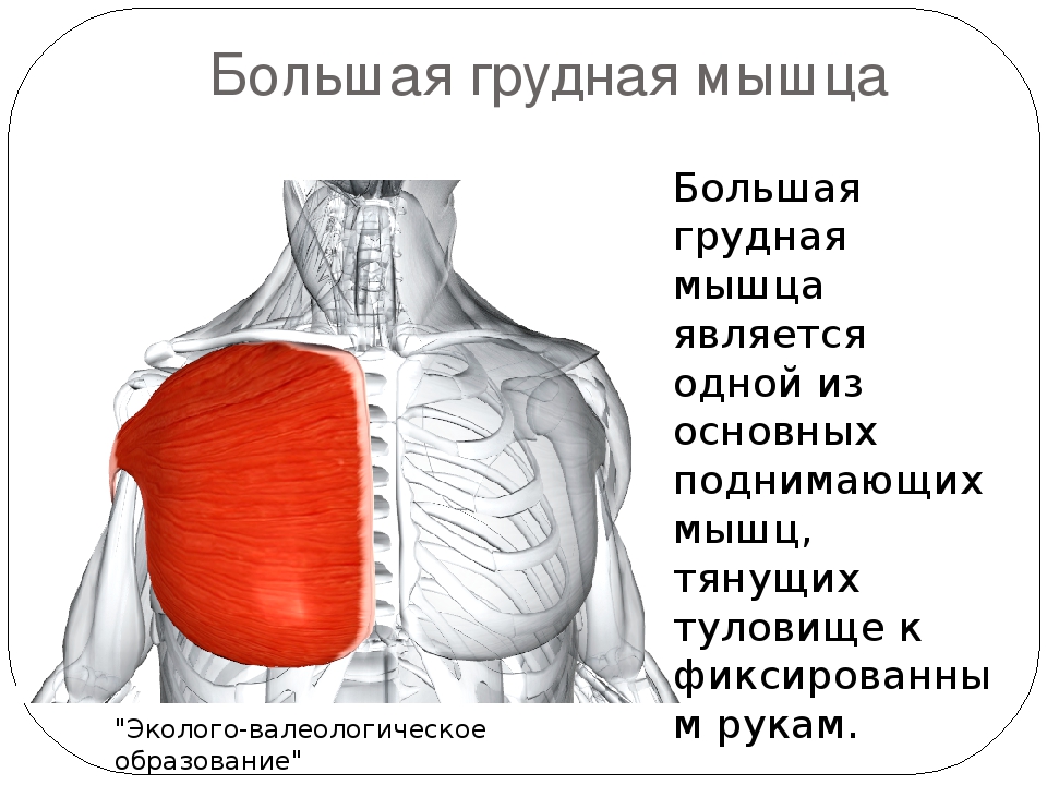 Большая грудная мышца фото